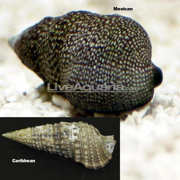 p-26100-snail-ca.jpg