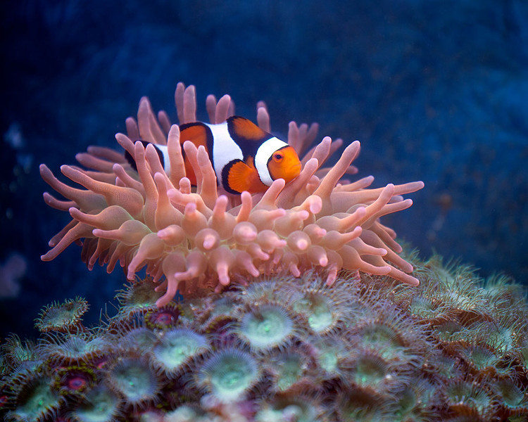 Clownfish-in-Anemone-L.jpg