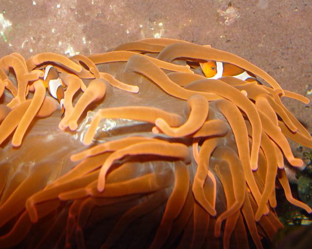 DSC04616_Clowns_anemone-vi.jpg