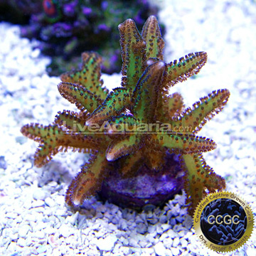 p-40202-purple-polyp.jpg