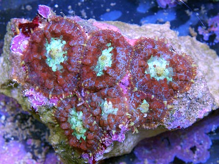 ebaycoral5.jpg