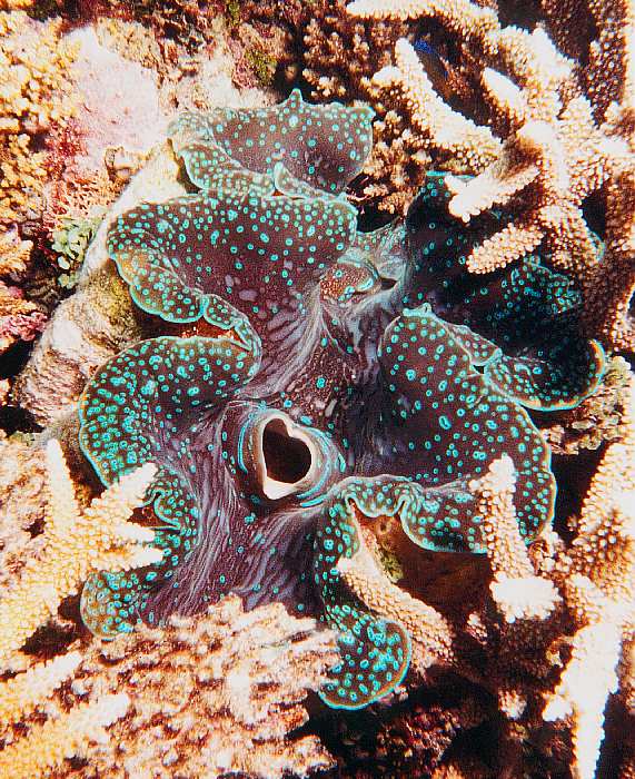 TridacnaGigasAmongstCorals.jpg