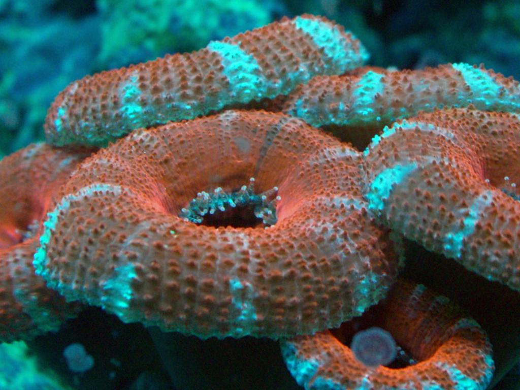 166153Acan_lordhowensis02.jpg