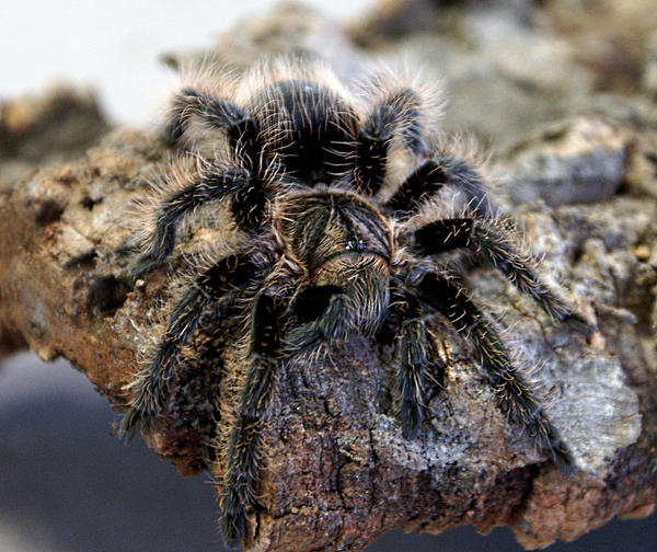 Brachypelma_albopilosum_by_7thofseven.jpg
