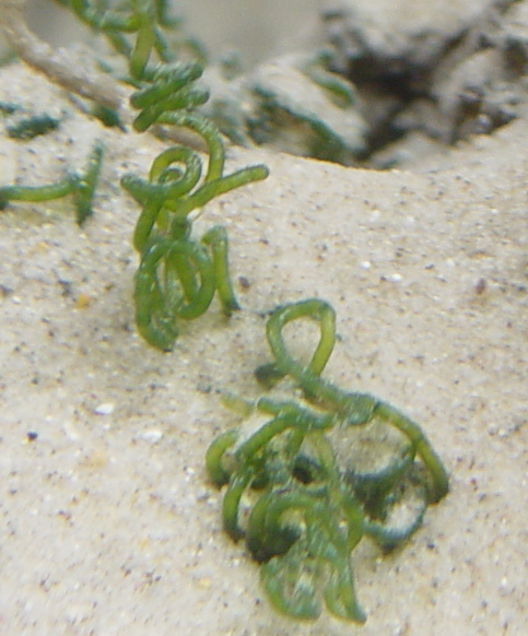 5spaghettiincrabtank-vi.jpg