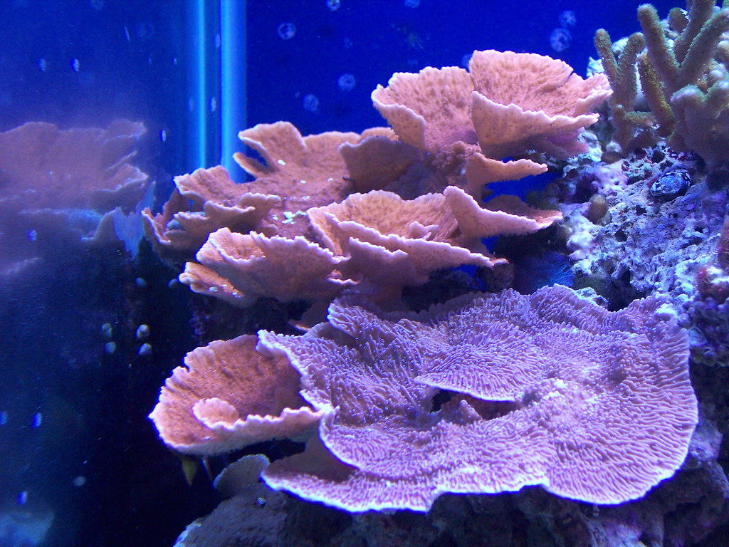 293496787_deae8f551f_b.jpg