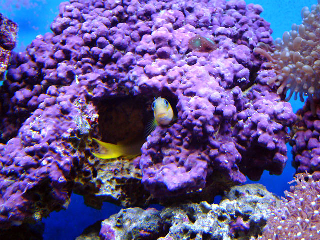 peekaboo_blenny.jpg