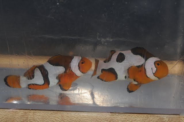 DSC_2101.JPG