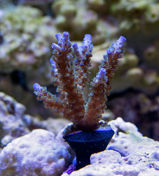 Joe%20The%20Coral-20130330-L.jpg