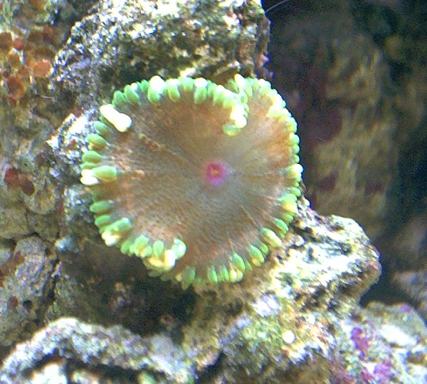 rock_anemone_baby_052103.jpg