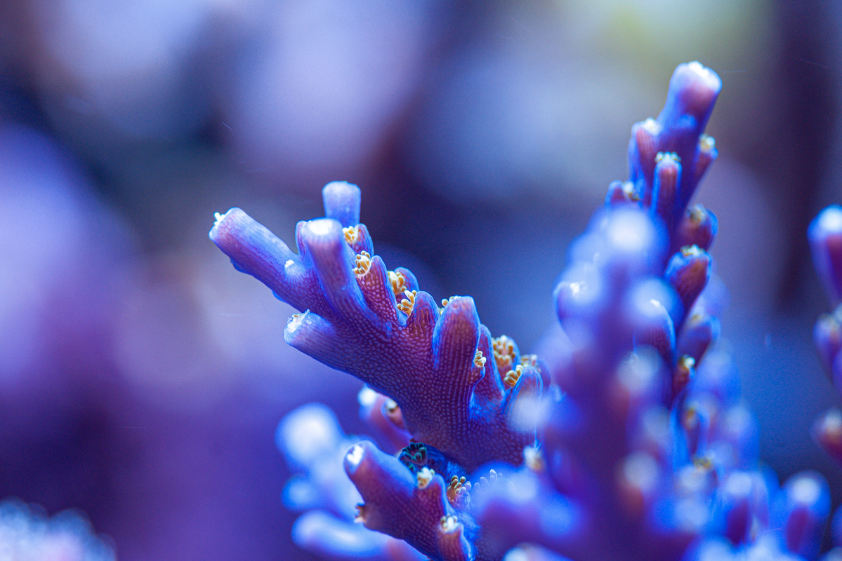 acropora-tenuis.png