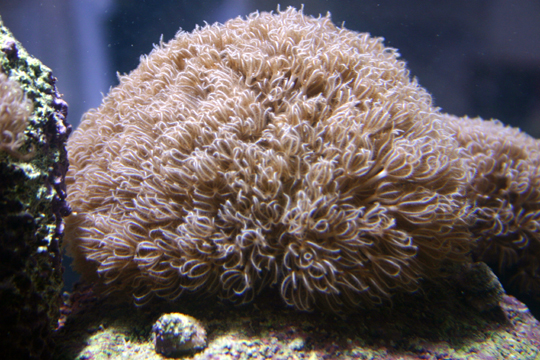 coral_id2.jpg