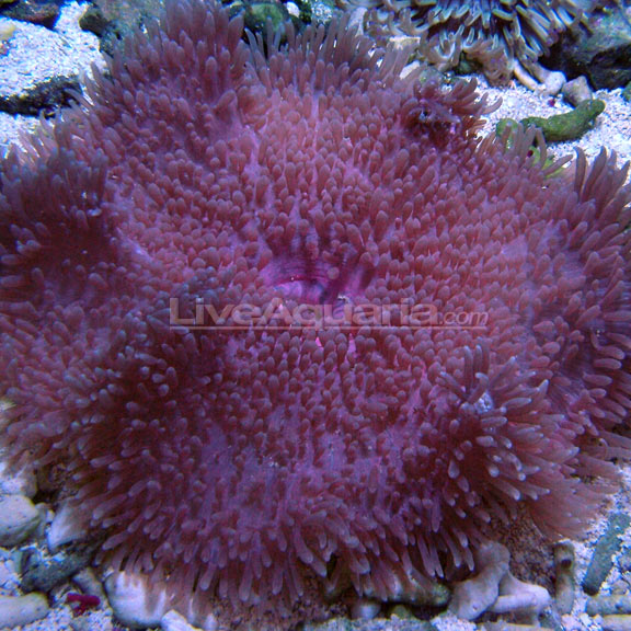 lg-81039-anemone.jpg