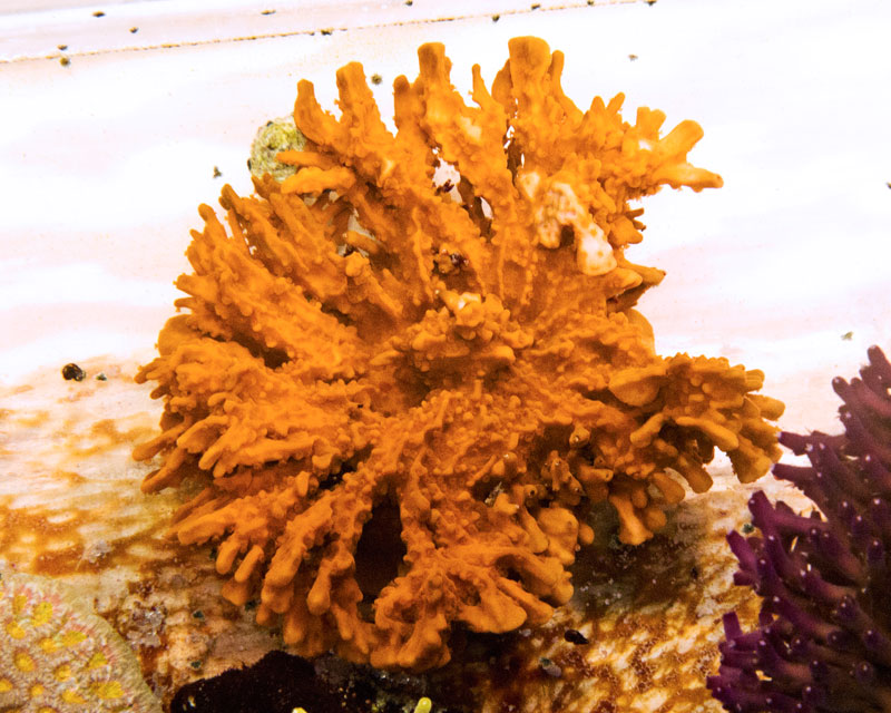 M.setosa-4-11.jpg