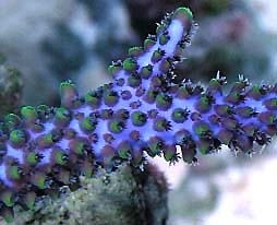 limited_ultimateblue_closeup1.jpg