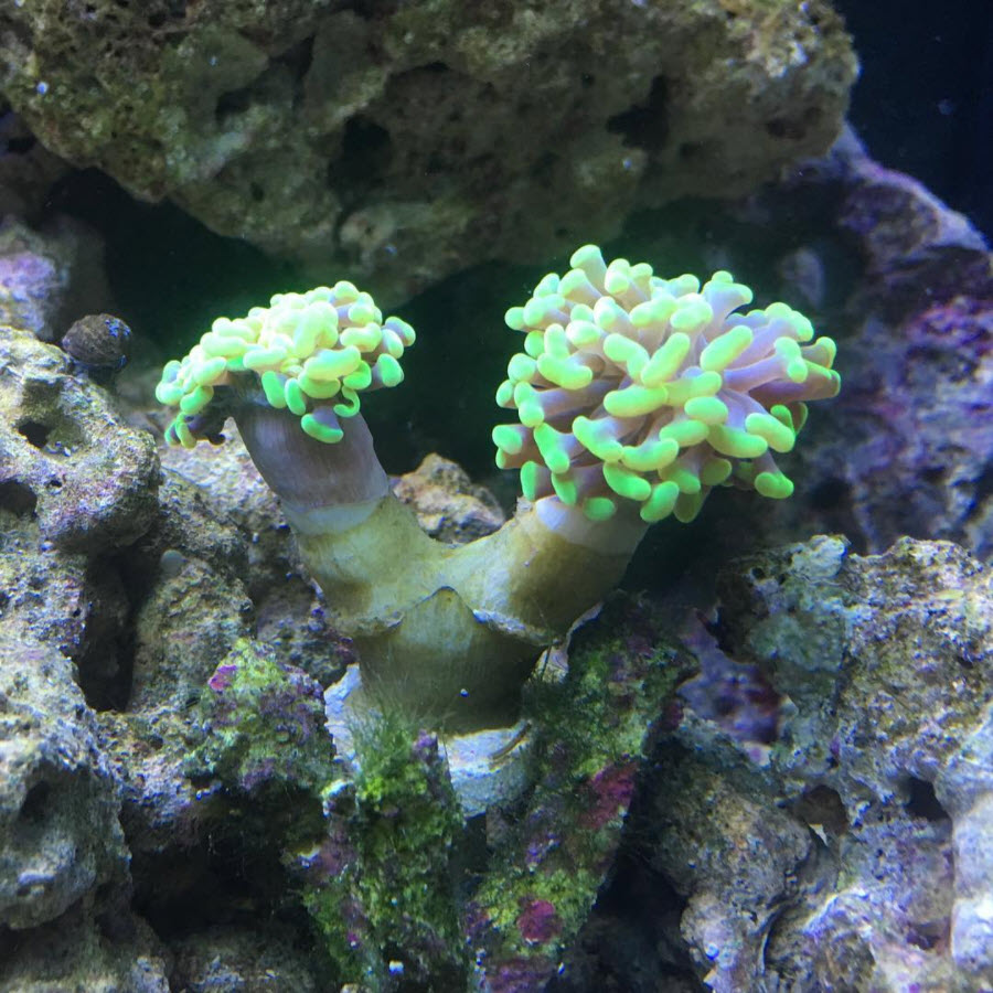 hammer-coral.jpg