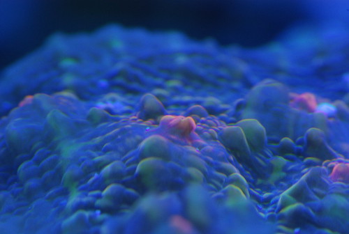 2509852357_61f015535b.jpg