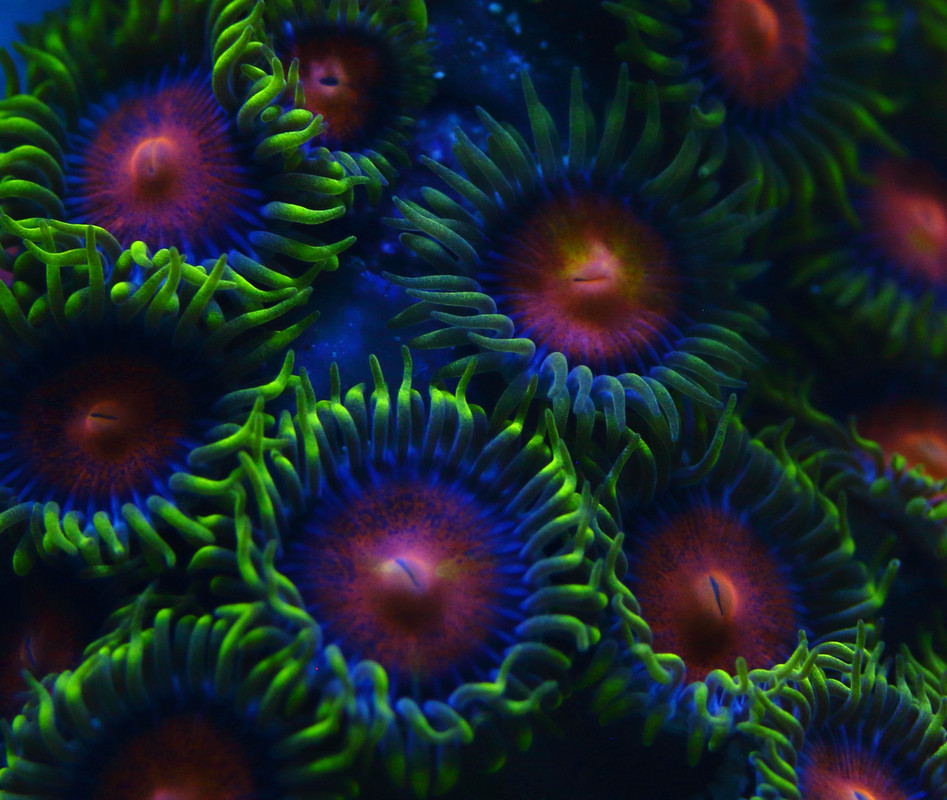 zoa3.jpg