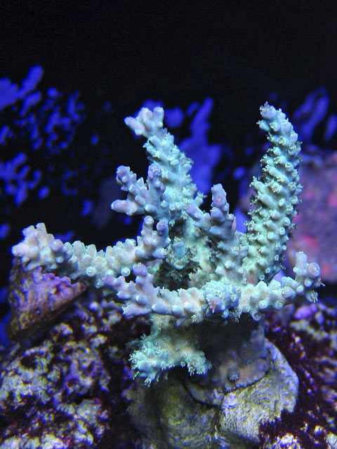 Chip's-Acro-10-06.jpg
