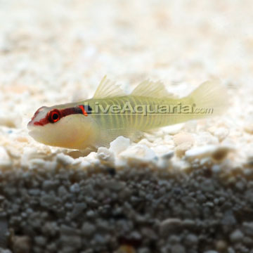 p-90041-Greenbanded-Goby.jpg