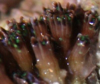 closeup3.JPG