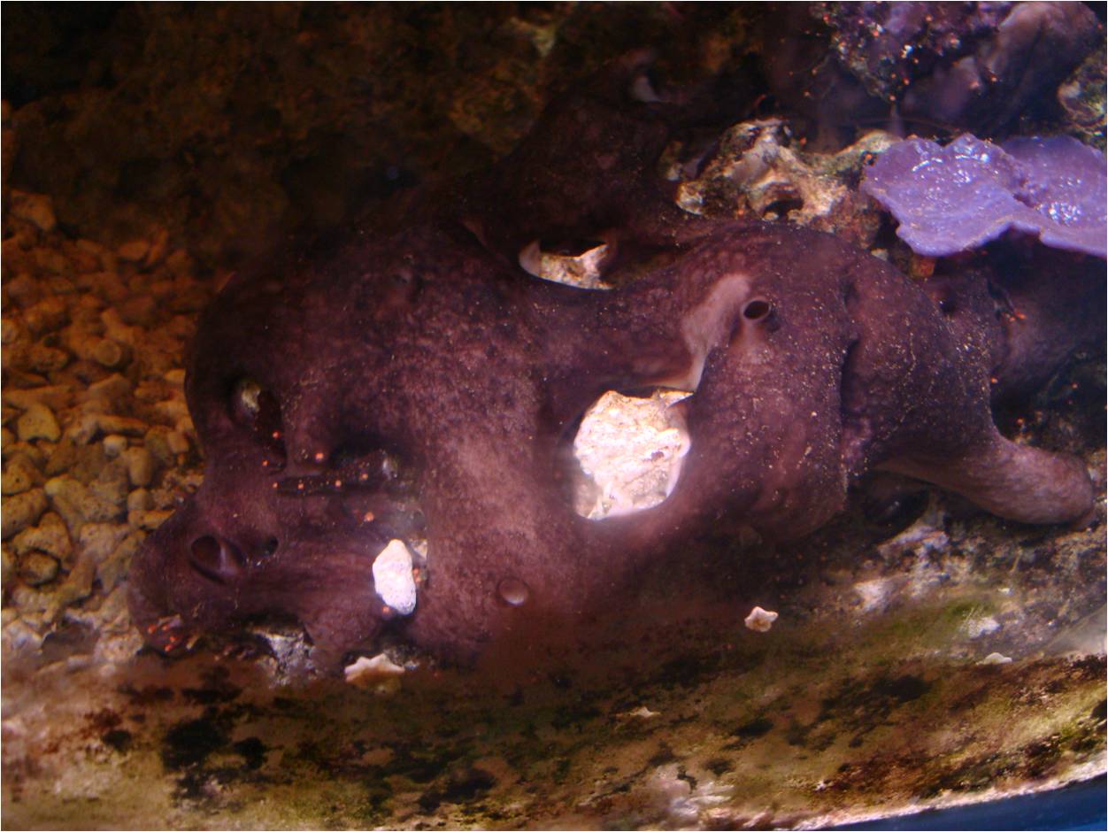 Encrusting-sponge-small.jpg