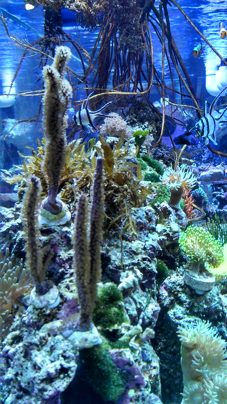 8647516750_8a7cf9f509_c.jpg