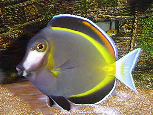 Acanthurus_japonicus2.jpg