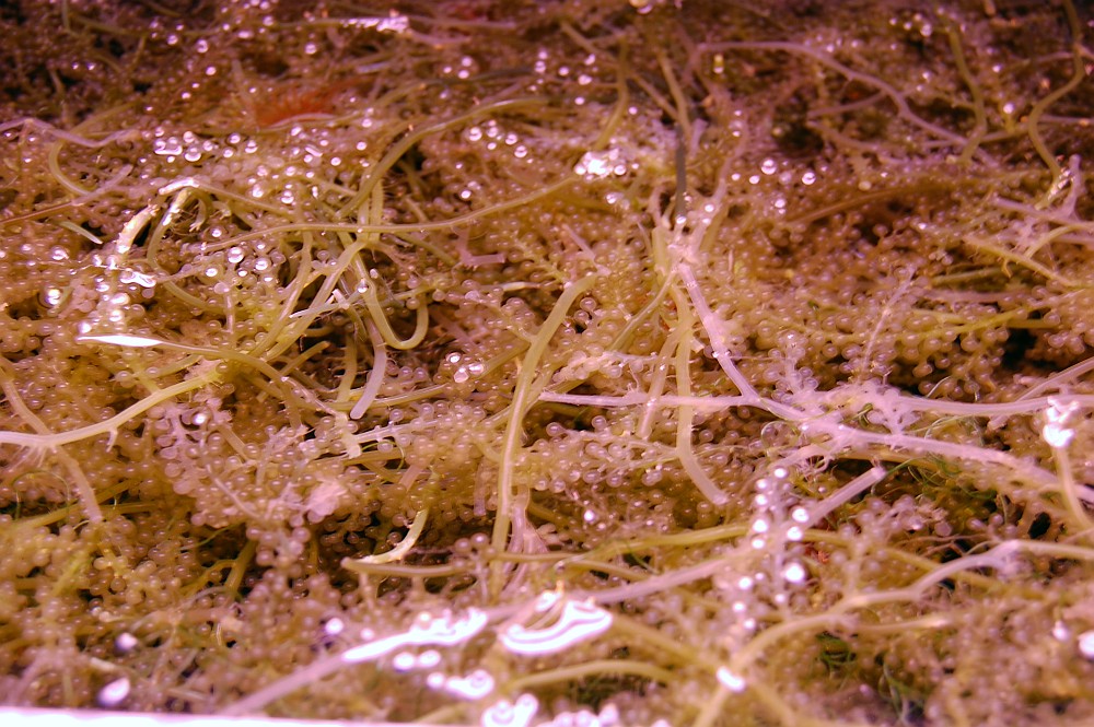 gallery_7670_2254_189905.jpg