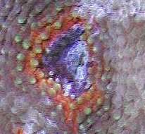 limited_acanthastreaechinata_closeup.jpg