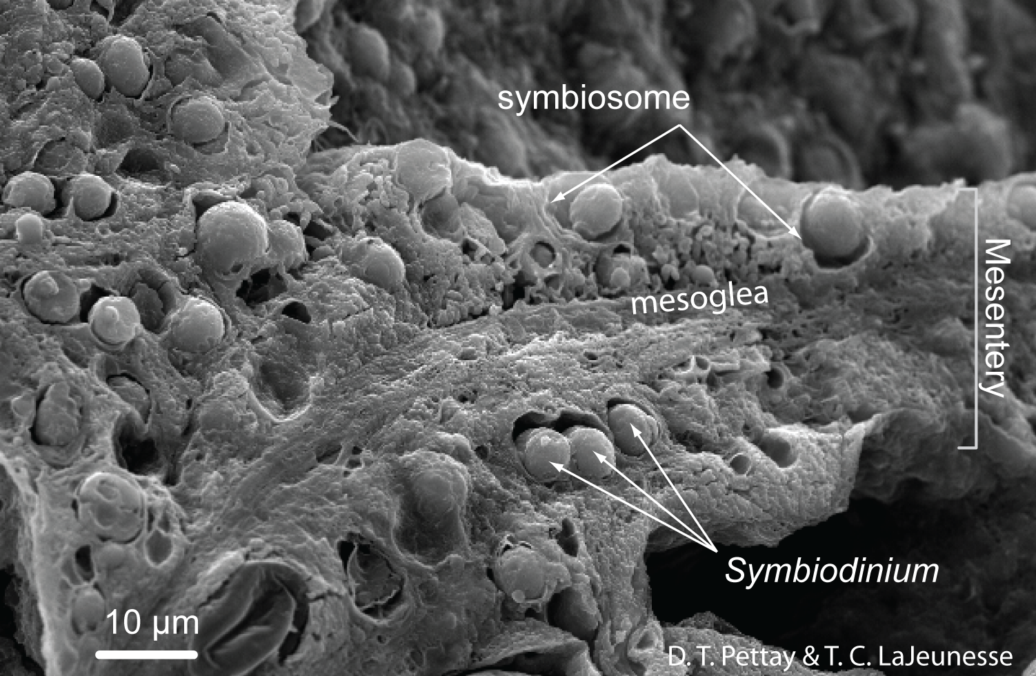 fig_7_hosttissue_section.png