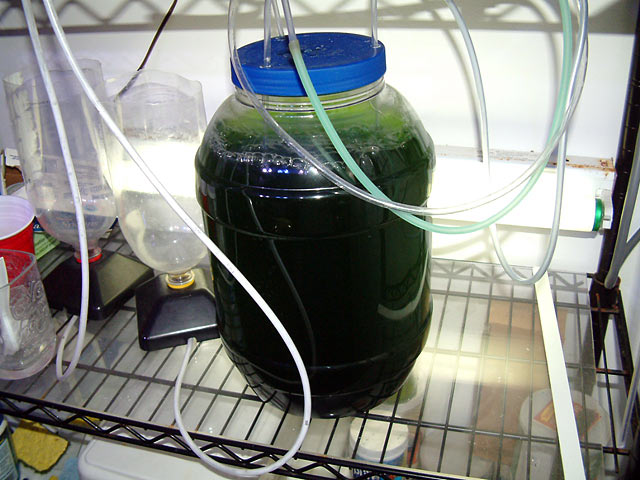 phyto_jug_0325.jpg