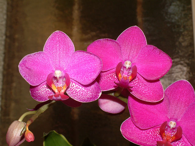 orchids.jpg