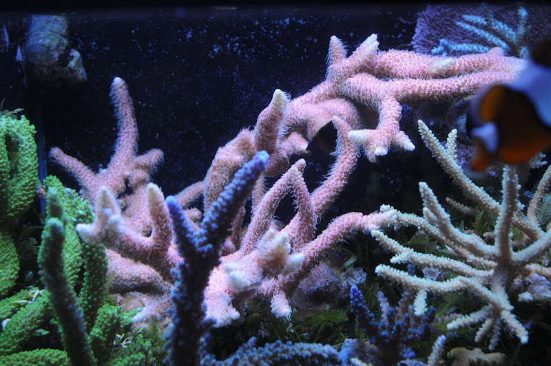 DSC_1584.JPG