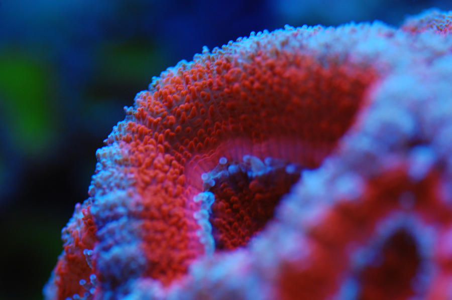 Acan_Macro_by_Logzor.jpg