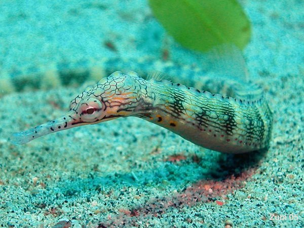 Corythoichthys-haematopterus2.jpg