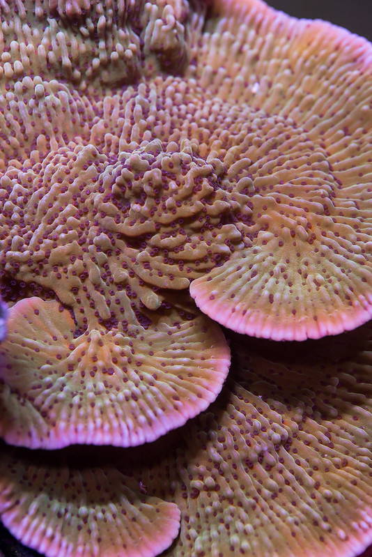 31790521532_a5615e50f2_c.jpg
