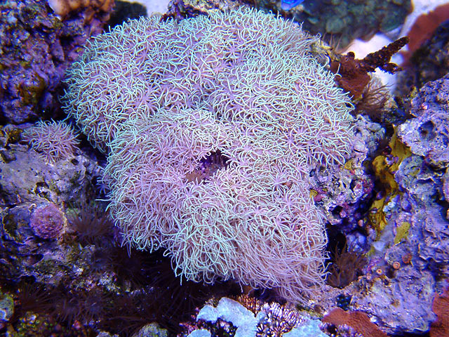 td_neon_starpolyps.jpg