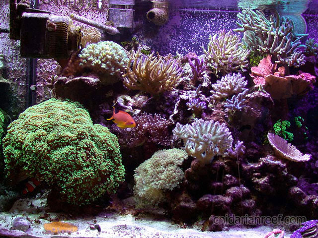 DSCN3393XM10K_actinics.jpg