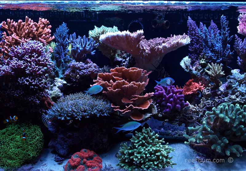 Dec122010Tankpic151.jpg
