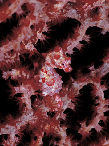 pygmy_seahorse_03a.jpg