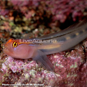 p-80279-goby.jpg