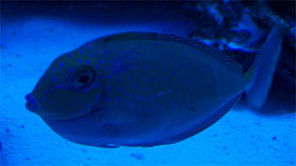 fishvlamingitangvh1.jpg