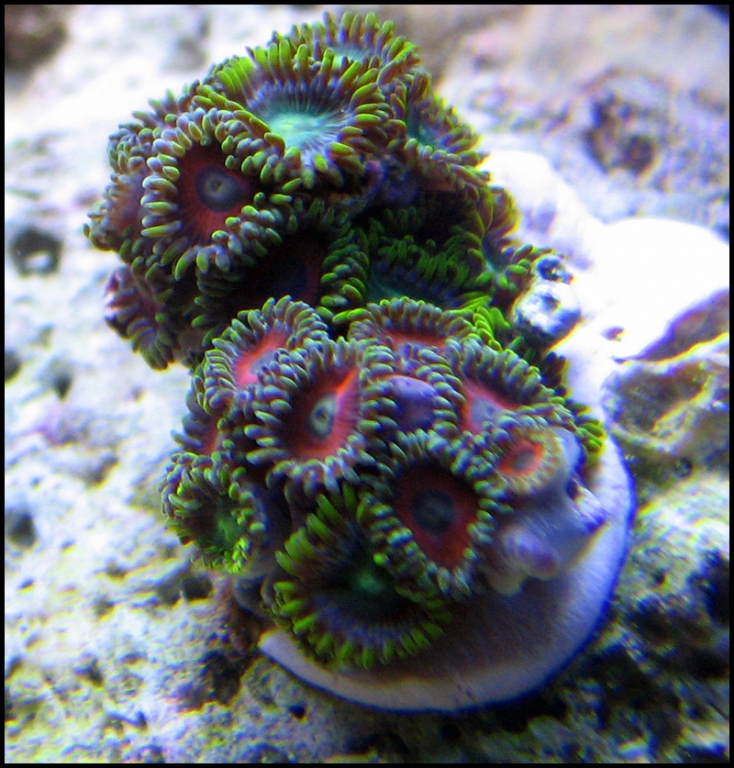 zoos_955862.jpg