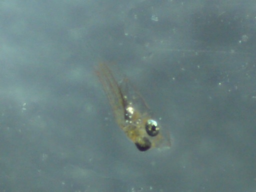 RSB_97_5.jpg