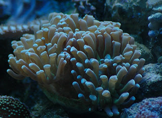 Frogspawn.jpg