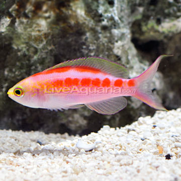 p-84288-central-pacific-anthias.jpg