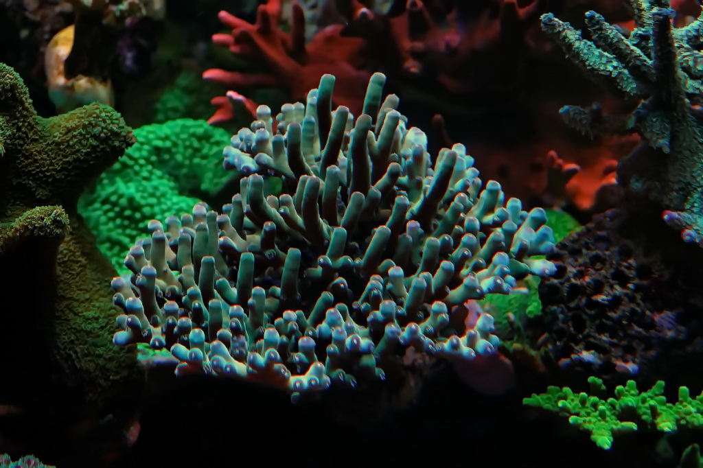 acropora_2.jpg
