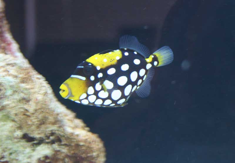 fish2.jpg
