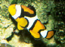 Amphiprion_percula2.jpg
